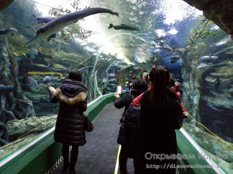 Lotte - один из тоннелей аквариума