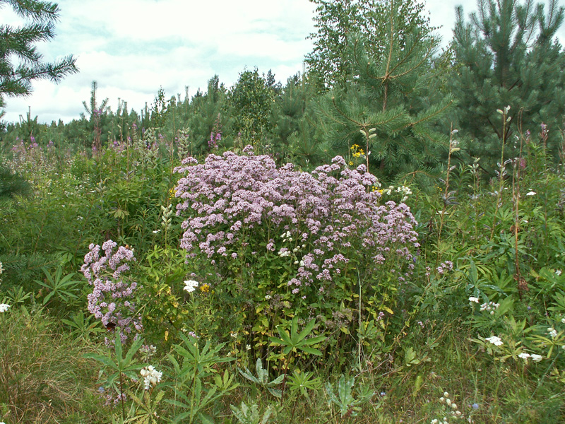 Травы Оренбургской Области Фото И Названия
