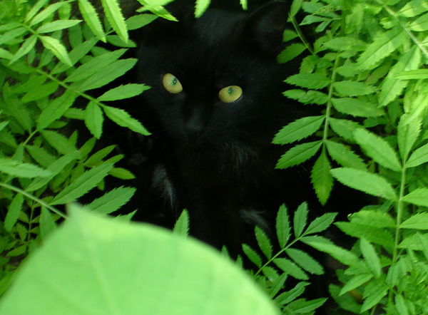 Черный кот. Черная кошка анимация. 12