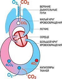 Большой и малый круги кровообращения [http://wsyachina.narod.ru/medicine/blood_3/loz12-0.jpg]