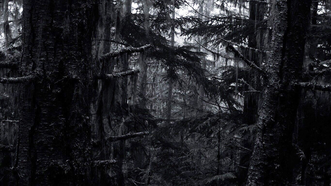 Чёрный лес Украина