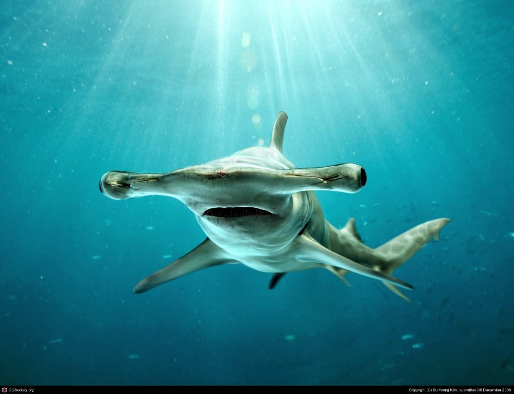 акулы 15 []