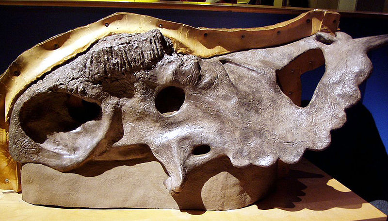 pachyrhinosaurus [wikipedia]