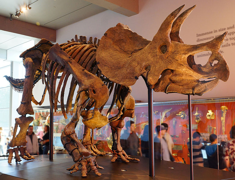 triceratops [wikipedia]