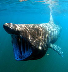 гигантская акула [Википедия]