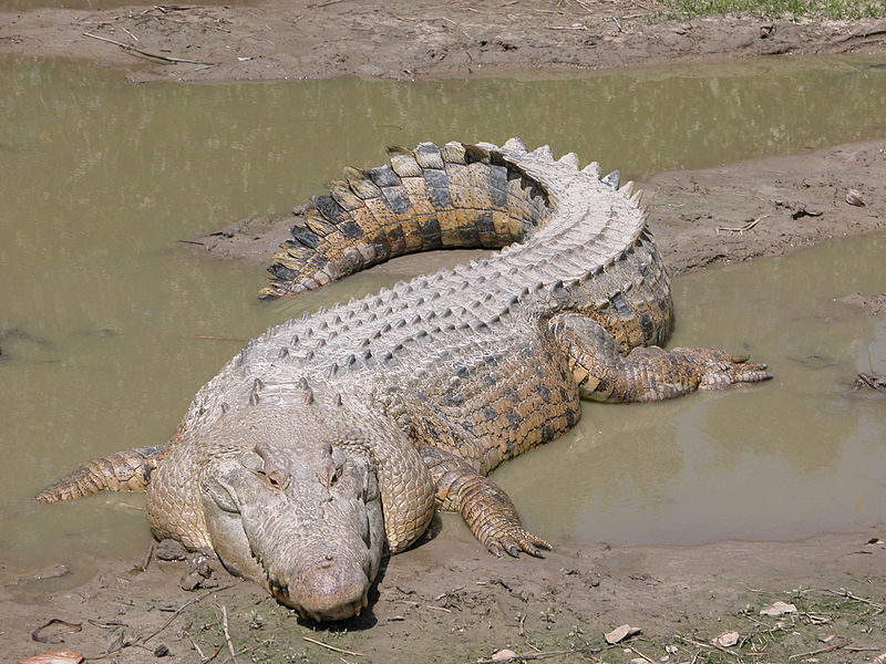гребнистый крокодил [Википедия]