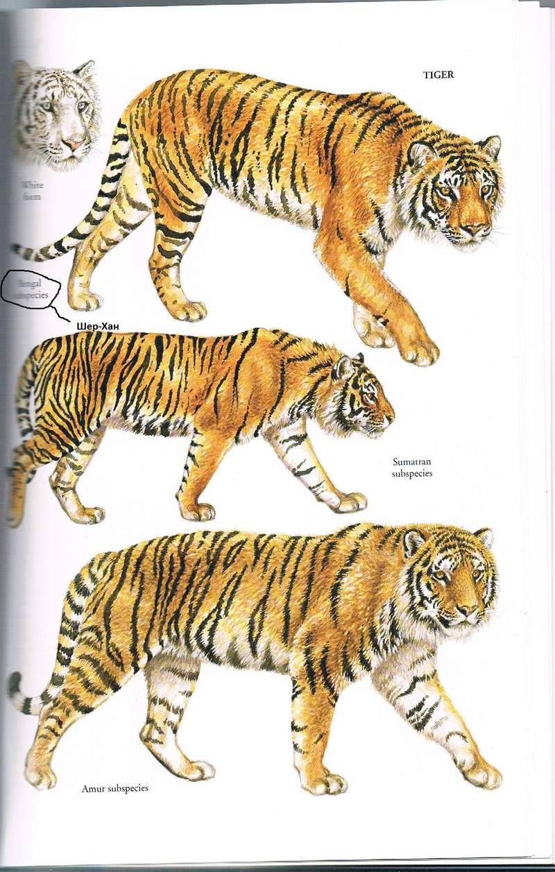 Тигры []