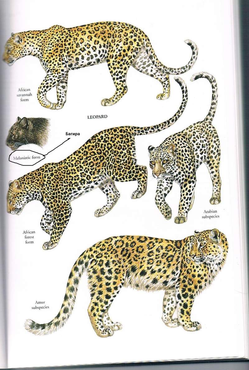 Леопарды []