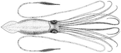 гигантский кальмар [Википедия]
