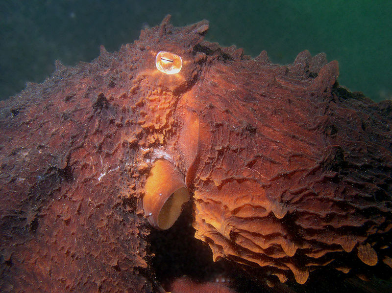 гигантский осминог [Википедия]