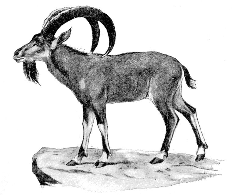 Нубийские козы с рогами