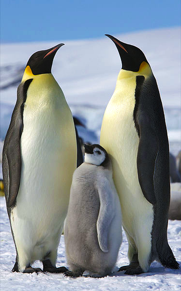 императорский пингвин [Википедия]