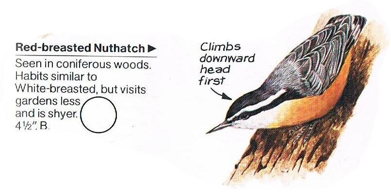 red-breasted nuthatch [BONA]