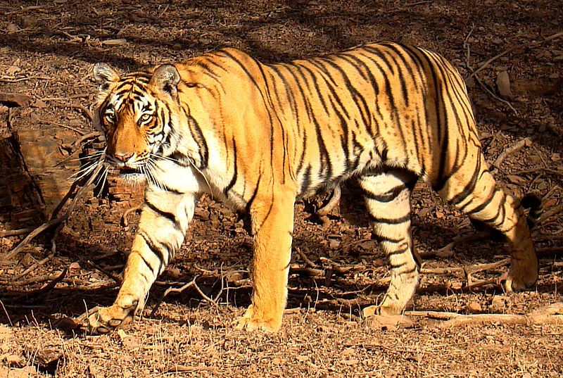 tiger [wikipedia]