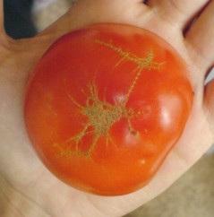 Runes of tomato [Koree Key]