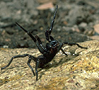 Atrax robustus (Сиднейский туннельный паук) []