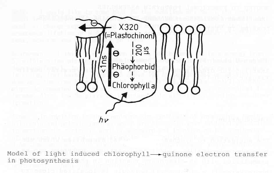 Model of light induced chlorophill [O.V.Mosin]