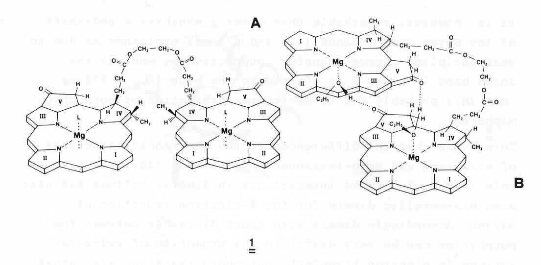 Chlorophyll dimers A and B  [O.V.Mosin]