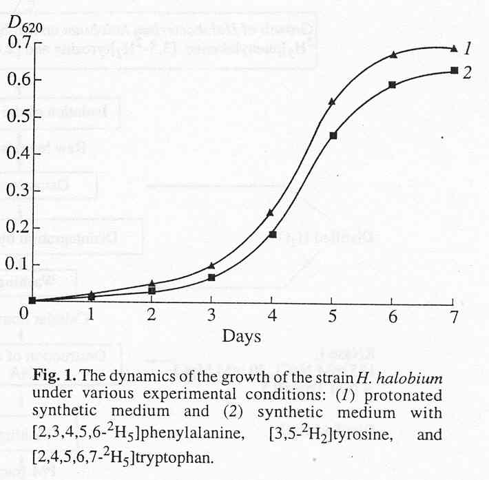 Growth dynamics of H. halobium on synthetic medium [O.V.Mosin]