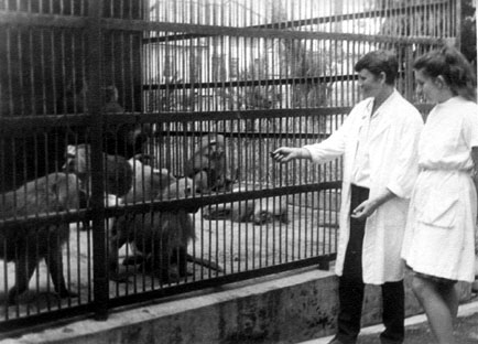 1972 г. Сухуми. Обезьяний питомник, закрытое для посетителей научное отделение. []