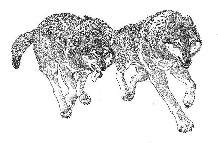 Как нарисовать стоящего мультяшного волка