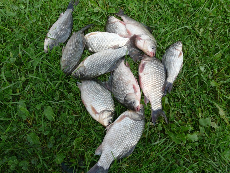 Особнености кормления прудовой рыбы - Статья - Журнал - FORUMHOUSE