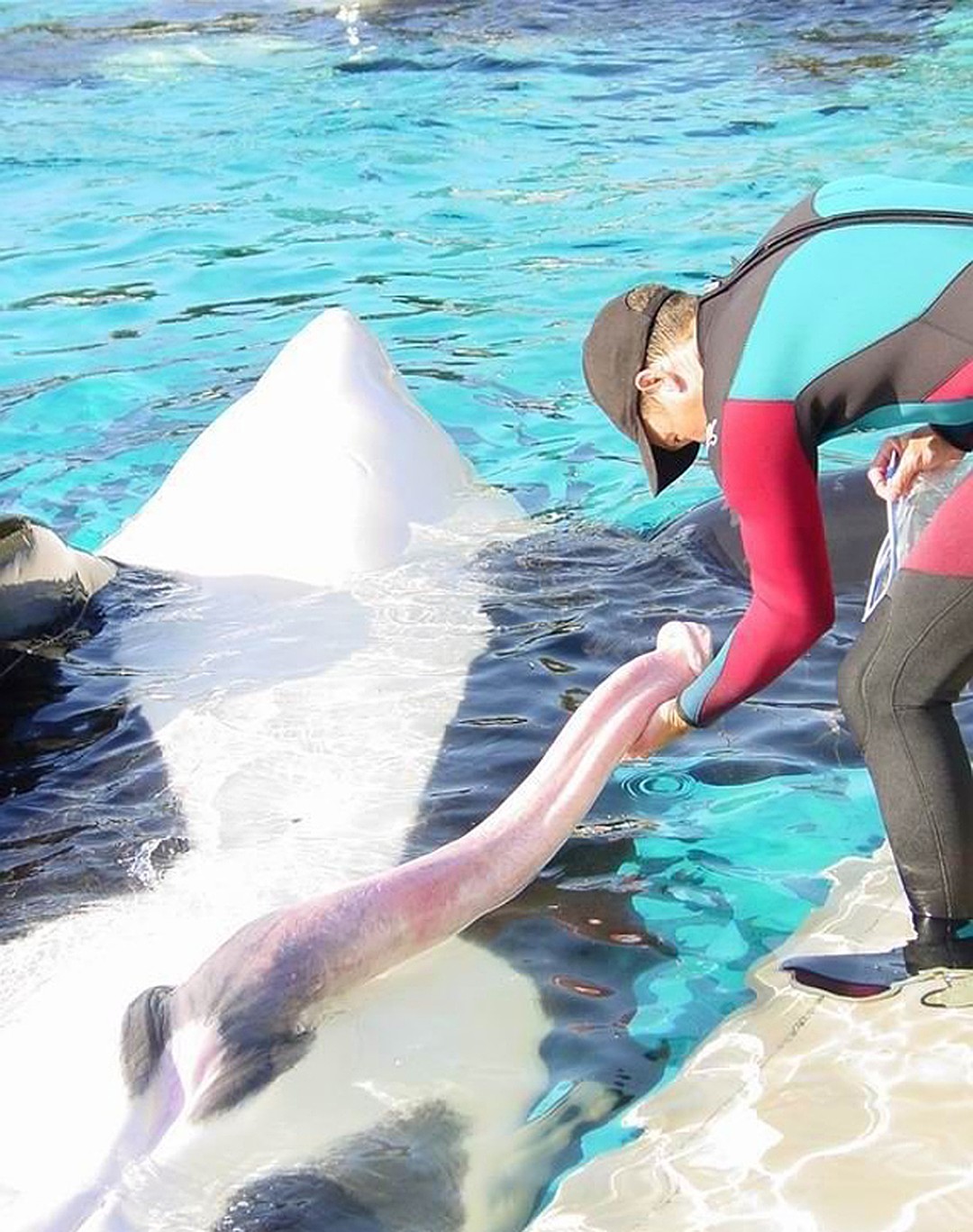 сколько длится оргазм у дельфинов фото 28