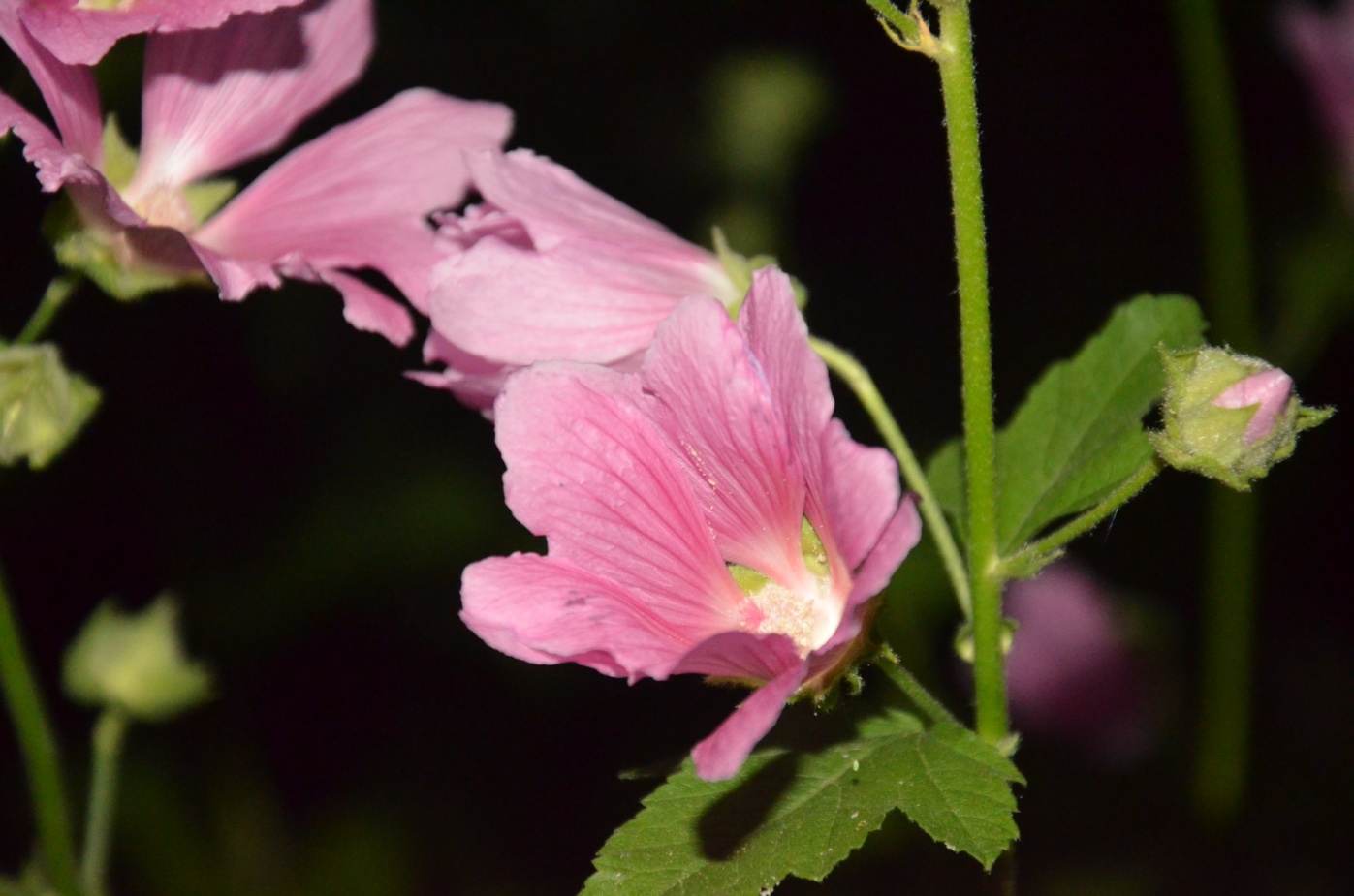 D:\   01.03.2022  !\  \2024\DSC_8008.JPG