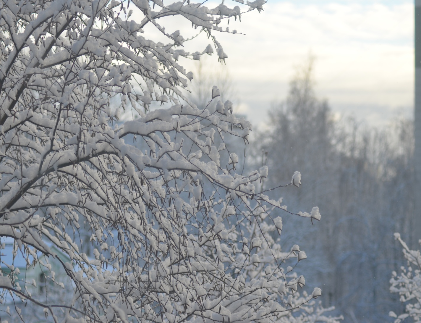 C:\Users\Asus\Downloads\31.12.24 на никон 75-300\DSC_8954.JPG