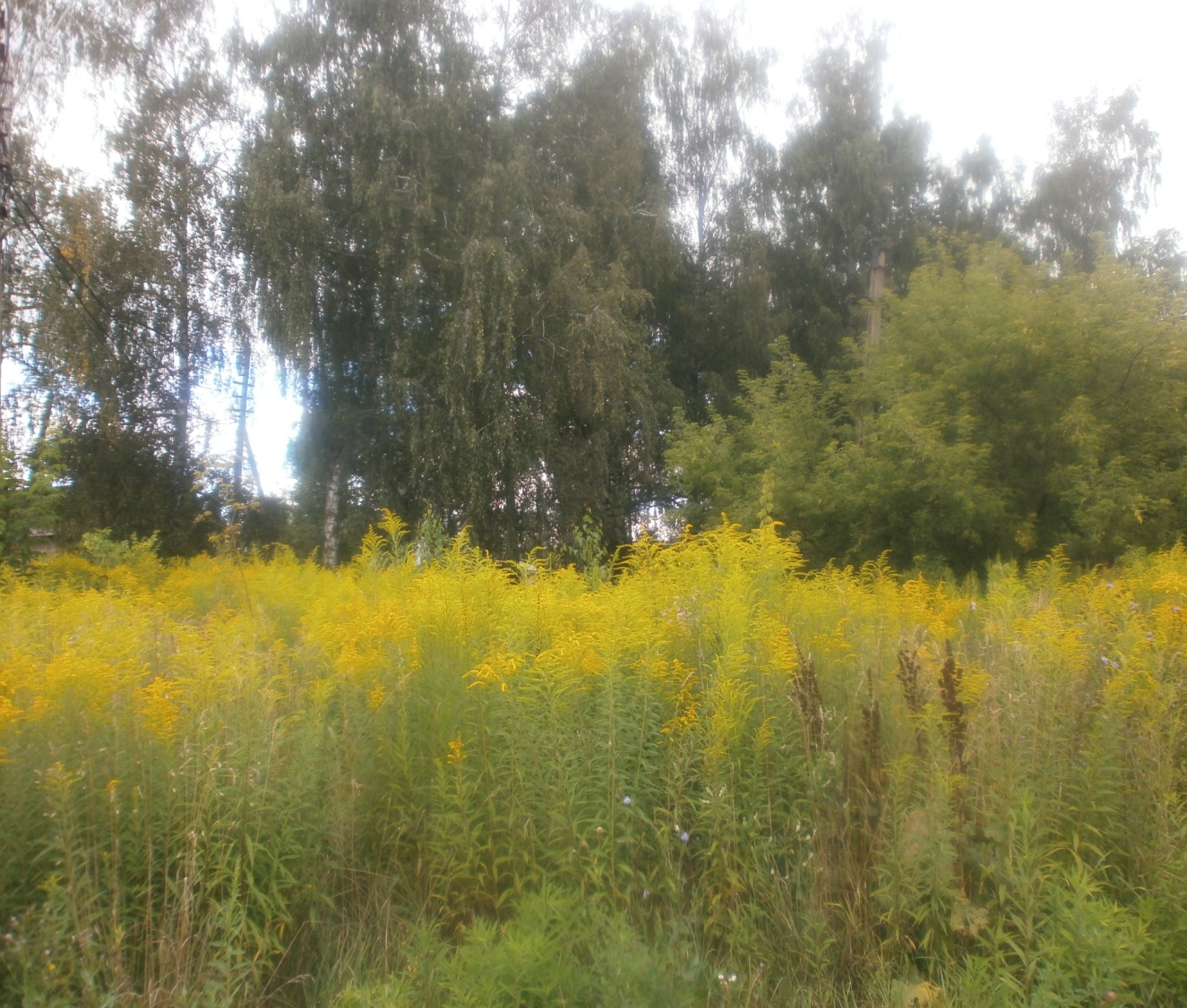 C:\Users\Asus\Downloads\Скворцова НГ ещё сборники-сброшено 9.11.25\снято самой Надеждой Генн\P8120882.JPG