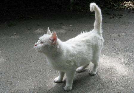 Белая кошка [Татаринов]