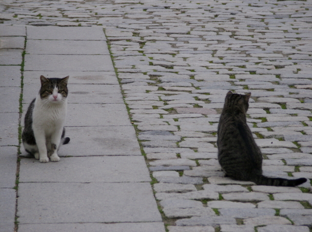 Фото 1-2. Кошки буэнретирские играющие (Парк Буэн Ретиро, Мадрид, Испания) [Эта парочка на наших глазах играла в догонялки. А потом сделала вид, что не было ничего такого, нам показалось! Взрослые они уже, и серьёзные .]
