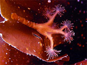 4сцифоидные медузы []